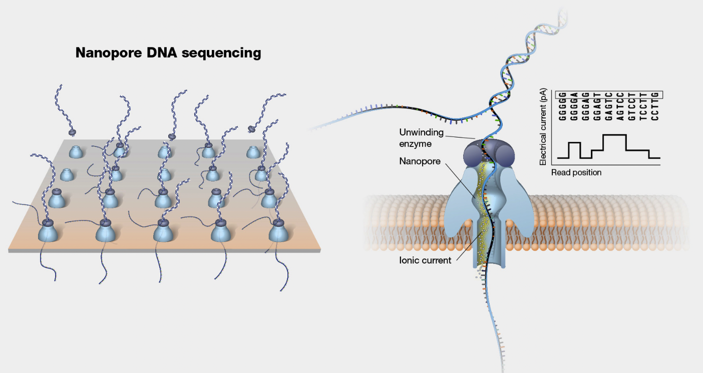 Nanopore Dizileme Nedir? - NARDO Biyoteknoloji